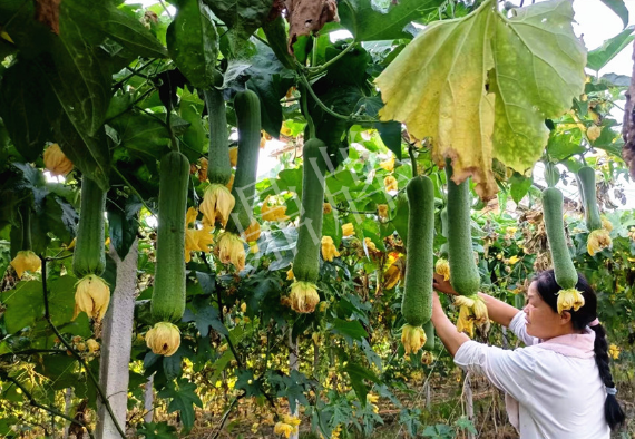蔬菜種子種植戶客戶點評-8月，持續(xù)高溫下，這種絲瓜少見，少見！