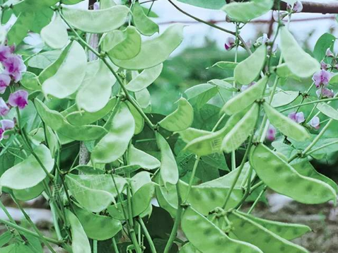 蔬菜種子種植戶客戶點(diǎn)評(píng)-鼎牌幫我度難關(guān)，決心助我大豐收！