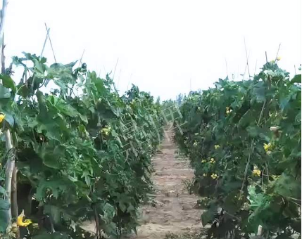 蔬菜種子種植戶客戶點(diǎn)評(píng)-種植這個(gè)品種，獲得高收入，老婆的功勞最大