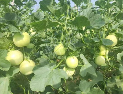 蔬菜種子種植戶客戶點(diǎn)評(píng)-種植這個(gè)新品種，我感到非常滿意！