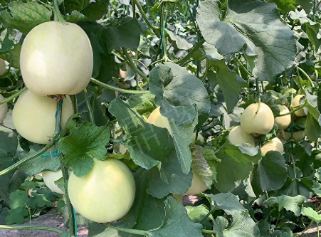 蔬菜種子種植戶客戶點(diǎn)評(píng)-“玉奶香2號(hào)”甜瓜，真的有那么好嗎？