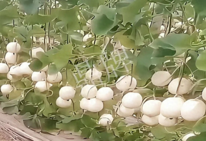 蔬菜種子種植戶客戶點(diǎn)評(píng)-現(xiàn)在的瓜菜價(jià)格不好，但我種植的優(yōu)質(zhì)甜瓜還是有好的收入！