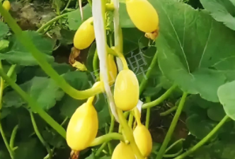 蔬菜種子種植戶客戶點(diǎn)評(píng)-一個(gè)特色品種種植戶的反饋，帶給大家的思考
