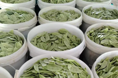蔬菜種子種植戶客戶點(diǎn)評(píng)-時(shí)隔20年，我再種這個(gè)品種，大家來(lái)看看，怎么樣？