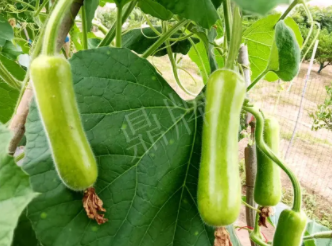 蔬菜種子種植戶客戶點(diǎn)評(píng)-科研人員發(fā)誓研究的一個(gè)抗高溫品種，您可能需要！