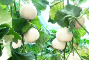 蔬菜種子種植戶客戶點(diǎn)評(píng)-丁老板說：種植這個(gè)品種，獲得了滿意的收入，確實(shí)“爽歪歪”