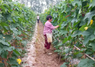 蔬菜種子種植戶客戶點(diǎn)評(píng)-85歲老奶奶，還是種植基地的領(lǐng)頭人，做的怎么樣？一起去看看…