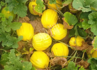 蔬菜種子種植戶客戶點(diǎn)評(píng)-瓜農(nóng)說：“還得是這個(gè)品種?。　?，什么品種讓種植戶如此感慨？